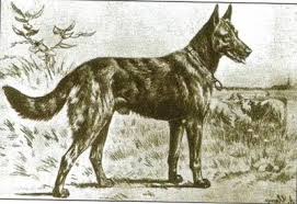 Login Belgian Shepherd Belgian Malinois Malinois