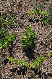 Image result for Euphorbia pseudopetiolata