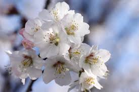 + karya mewarnai dapat disimpan setelah selesai. 6 Lokasi Bunga Sakura Terindah Di Hokkaido Zekkei Japan