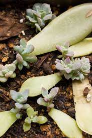Succulents And Sunshine Succulent Leaf Cuttings Update Propagating Succulents Growing Succulents Succulents