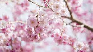 Refine your search for bunga sakura jepang. Sisi Kelam Bunga Sakura Jepang