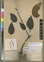 Image result for Phragmanthera capitata