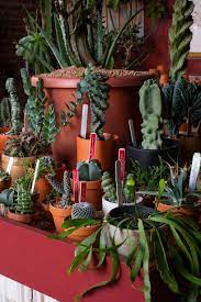 Take action and find one of the cactus gifts for your fiance from new york blooms that shows how much you love them. Tula Opens A Plant Oasis Dedicated To Cacti And Succulents In New York