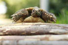 Sammlung von monika schmiederer • zuletzt aktualisiert: Landschildkroten Tierheim Berlin