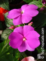 Image result for Impatiens irvingii