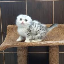 Munchkins have a moderate to high activity level. Los Angeles Munchkin Kittens Looking For New Home Munchkins Kittens Persian Cat