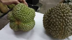 Jenis pohon durian bisa di lihat daunnya, isi video ini adalah belajar mengenali daun durian, kelihatannya hampir sama Black Thorn Durian In Malaysia Youtube