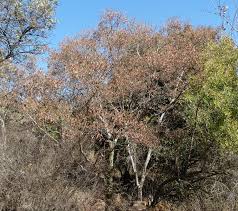 Image result for Heteropyxis natalensis