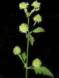 Image result for Hyptis