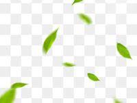 Gunakan daun png gratis ini untuk desain web, desain dtp, selebaran, proposal, proyek sekolah, poster, dan lainnya. 8 Ide Daun Png Daun Png Hijau