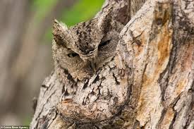 Who knew roy hodgson was a bird? Sneaky Bird Of Prey Find The Perfect Camouflage While Sleeping On A Tree Express Digest
