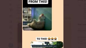 Foto profil wa kucing lucu kartun. Foto Kucing Melamun Bawa Hoki Bikin Skripsi Langsung Disetujui