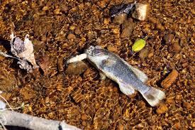 Dollar tree store locations in gainesville, georgia (ga). Chemical Spill At Gold Creek Foods Contaminates Dawsonville Stream Gainesville Times