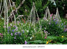 Stock Photo Lathyrus Sweet Peas Pea Grow Growing Up Wigwam Plant Supports Frame Frames Summer Annuals Clim Climbing Flowers Sweet Pea Flowers Grow Sweet Peas