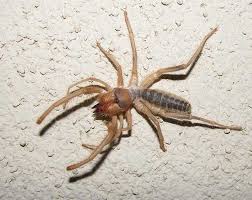 The camel spider belongs to the infrakingdom. Solpugids Camel Spiders Wind Scorpions Desertusa