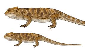 Check spelling or type a new query. Sketchbook Original How To Draw Lizards Monika Zagrobelna