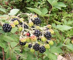 In vitro establishment and maintenance of cultures aseptic culture of č ačanska bestrna blackberry was established on ms. Blackcurrant Vs Blackberry What S The Difference Ask Difference