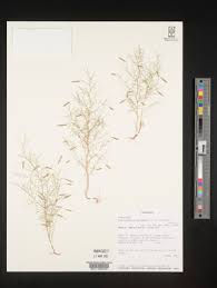 Image result for Microcharis angolensis