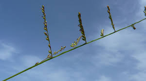 Image result for Urochloa villosa