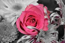 Download and use 10,000+ beautiful flowers stock photos for free. Romantic Love Flowers Free Stock Photos Download 12 413 Free Stock Photos For Commercial Use Format Hd High Resolution Jpg Images