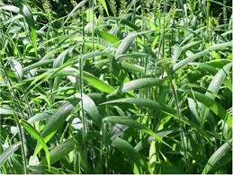 Image result for Setaria barbata