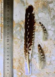 The order cuculiformes, in addition to the cuckoos, also includes the turacos (family musophagidae, sometimes treated as a separate order, musophagiformes). Common Cuckoo Feathers By Bluesofthefeather On Deviantart