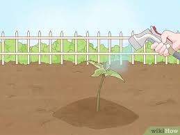 Dig a hole larger than the pot you are planting, which allows for better root development. How To Plant A Garden 10 Steps With Pictures Wikihow