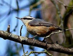 Black Bird With White Stripes On Wings And Tail Red Breasted Nuthatch Nuthatch Birds Ornithology