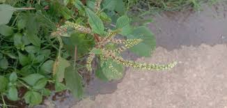 Image result for Amaranthus spinosus