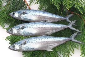 Panduan mempersiapkan empek2 ikan tenggiri simpel yummy. Klasifikasi Dan Morfologi Ikan Tenggiri Scomberomorus Commersonii Go Perikanan