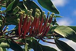 Image result for Tapinanthus