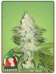 Lemon sherbert is a mostly indica variety from pheno finder seeds and can be cultivated indoors (where the plants will need a flowering time of ±67 days) and outdoors. Lemon Sherbet Feminized Marijuana Seeds Mary Jane S Garden