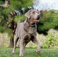 Silver Lab Breeders Labrador Retrievers For Sale Silver Lab Puppies Chocolate Silver Lab Puppies Silver Lab Puppies Lab Puppies Labrador Retriever Puppies
