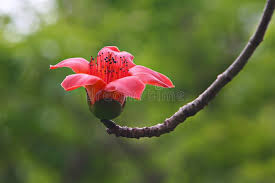 Image result for Bombax