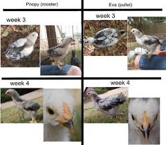 Sexing The Brahma Breed Standard Size Light Brahma Light Brahma Light Brahma Chicken Brahma Chicken
