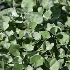 Image result for Dichondra