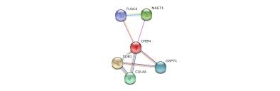 Crbn (cereblon) is a protein coding gene. Crbn Gene Genecards Crbn Protein Crbn Antibody