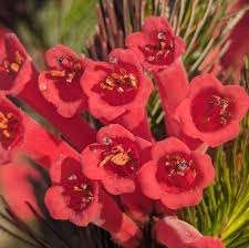Image result for Protea rupestris
