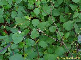 Image result for Boerhavia erecta