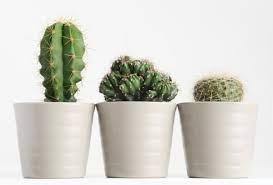 Traducir cactus significado cactus traducción de cactus sinónimos de cactus, antónimos de cactus. Donde Colocar Los Cactus Segun El Feng Shui