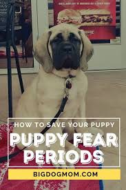 These periods of development are referred to as puppy fear periods or the puppy fear stage as others call it. Puppy Fear Periods 5 Simple Tips That Can Save Your Puppy