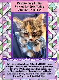 The animals available for adoption are always changing and we try to keep our website up to date but it is advisable to contact the shelter to see if an animal has been found a home, or if there are st francis animal welfare sunnyside cottage mortimers lane fair oak hampshire so50 7ea. Taffy Was Rescued By Fox Foster Kittens Urgent Cats Of Tampa Bay Facebook