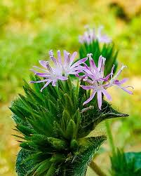 Image result for Elephantopus scaber