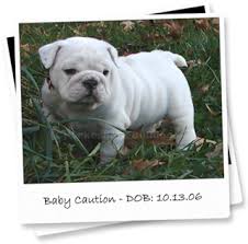 Www.deluxebulldogshome.com our english bulldog puppies are akc registered and health tested our goal here at the deluxe bulldogs is to find the perfect home for each of our beautiful english bulldog babies combined with confident. Lakeshore Bulldogs English Bulldog Puppies In Virginia Beach Virginia