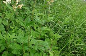 Image result for Vernonia filipendula