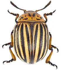 Your vegetable garden can thrive without the addition of poisons. Identification Biology And Management Of Colorado Potato Beetle Integrated Crop Management