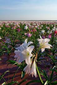 Image result for Crinum paludosum