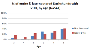 Dachshund Ivdd Neutering