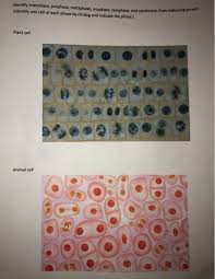 We did not find results for: Identity Interphase Prophase Metaphase Anaphase Chegg Com