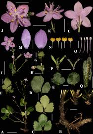 Image result for Isopyrum nipponicum